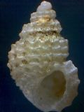 Alvania&nbsp;subcrenulata